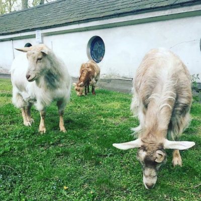 GOATS