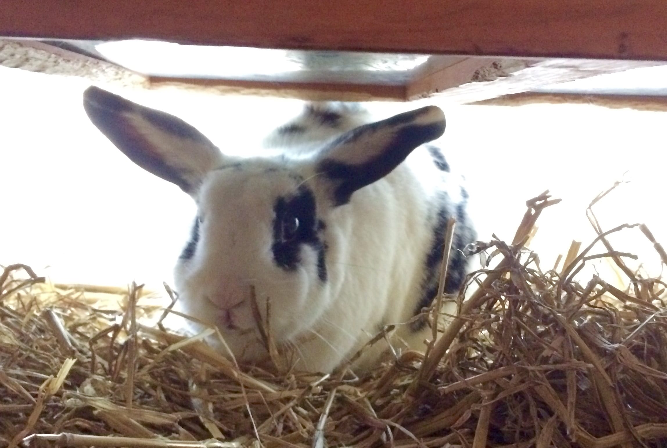 Bessie