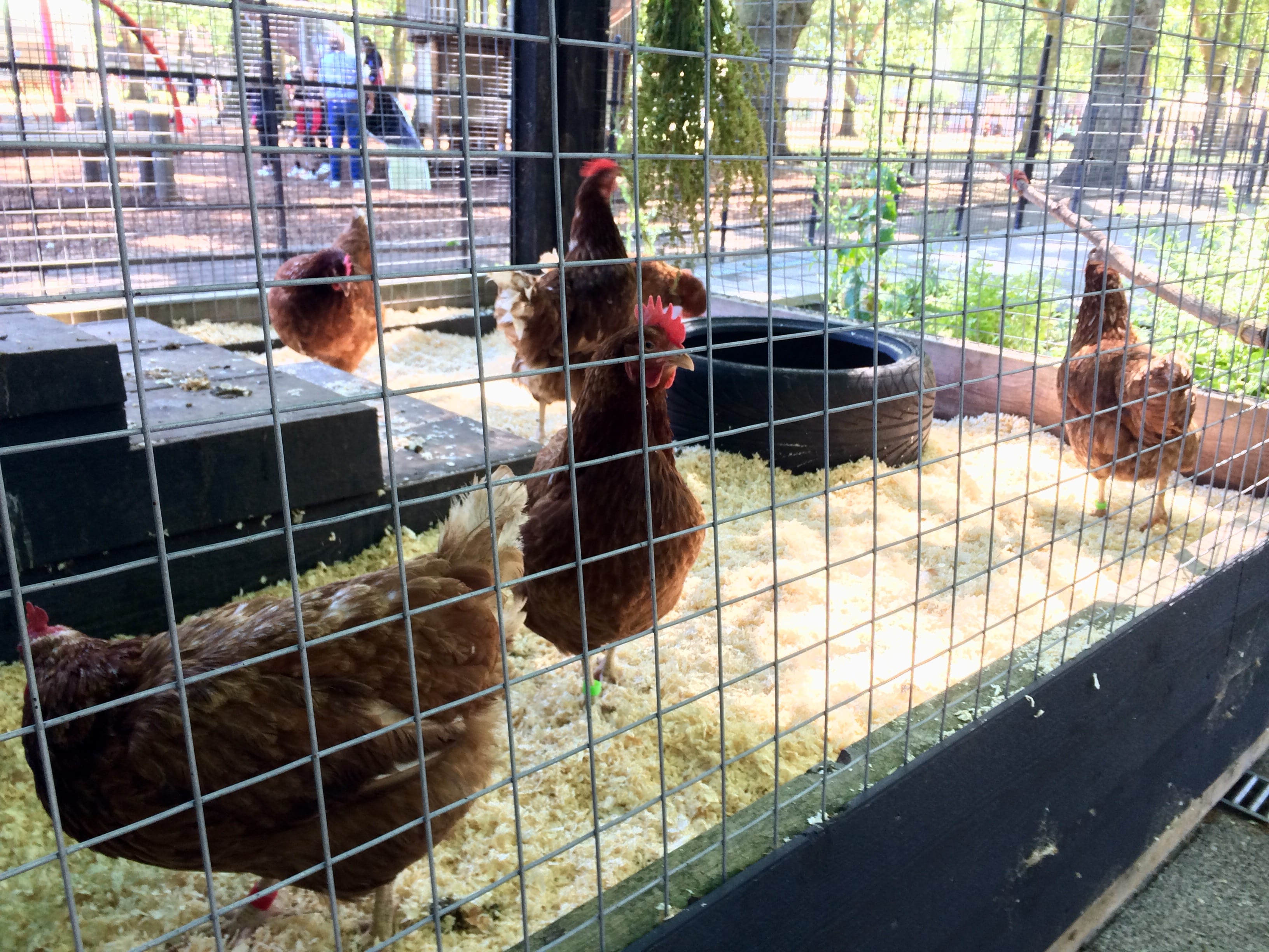 Chickens