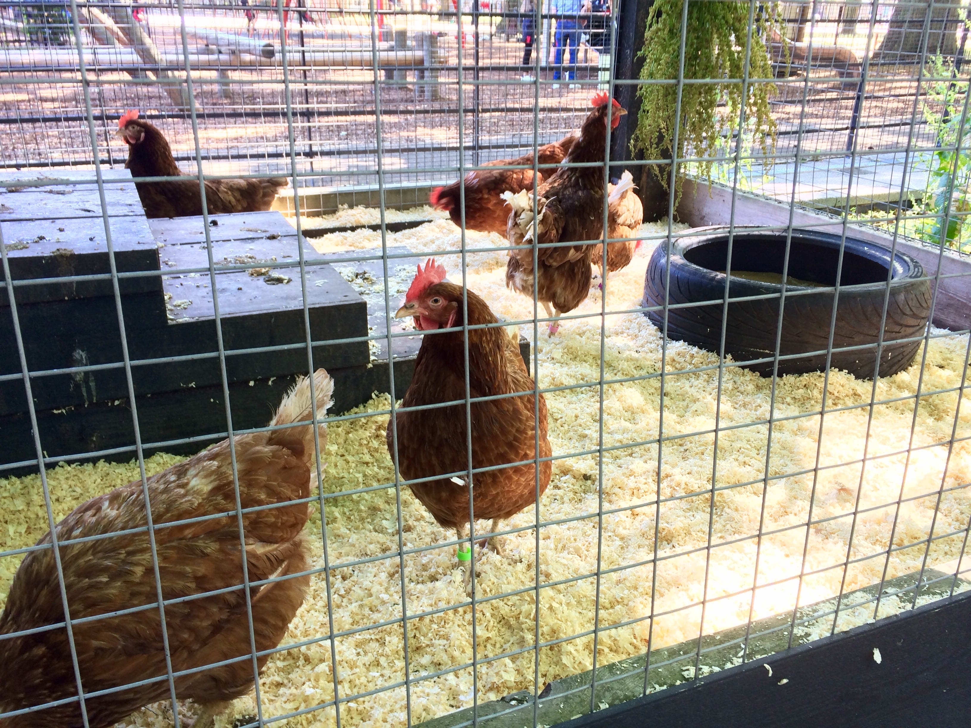 Chickens