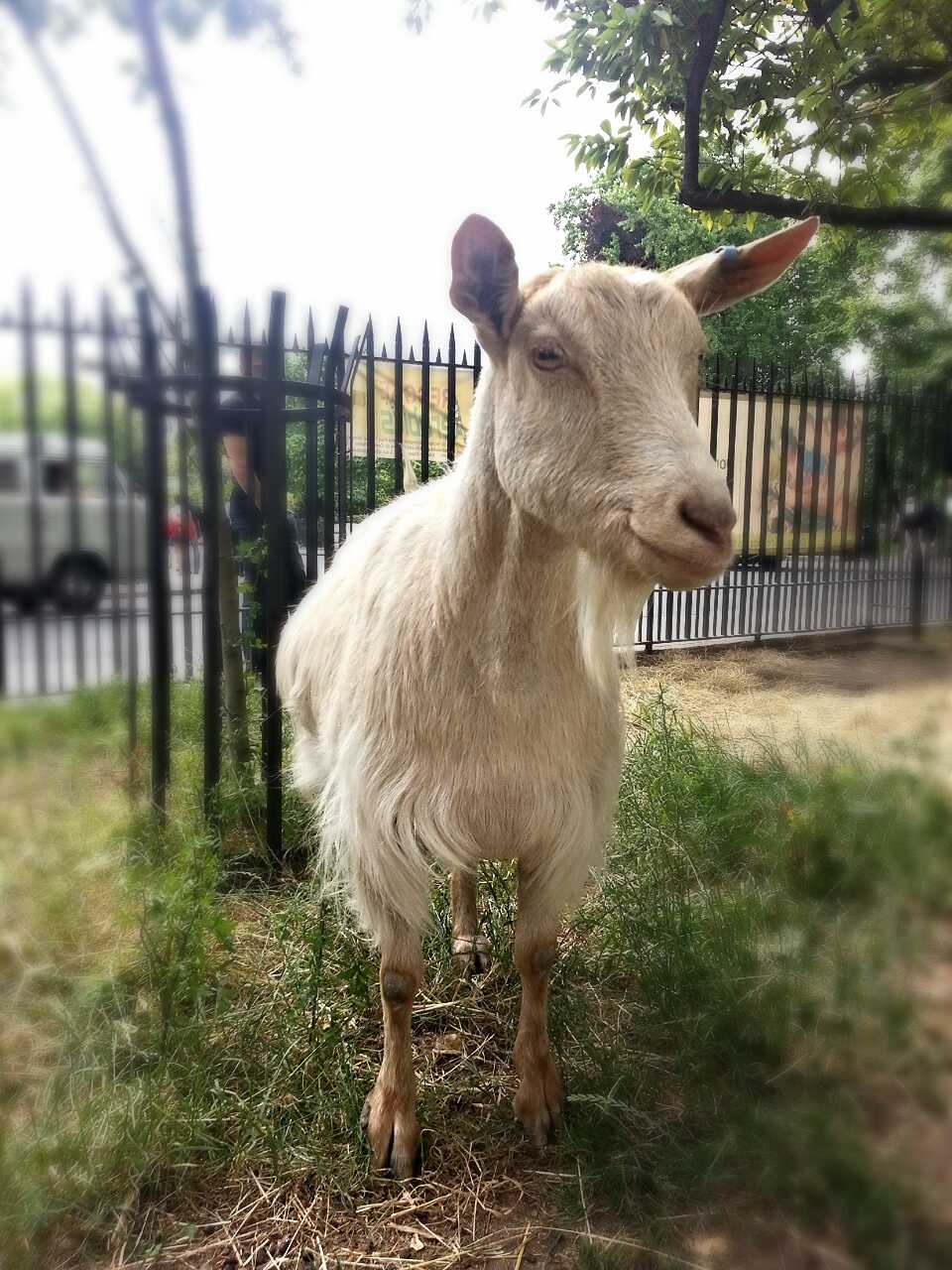 Clara (Goat)
