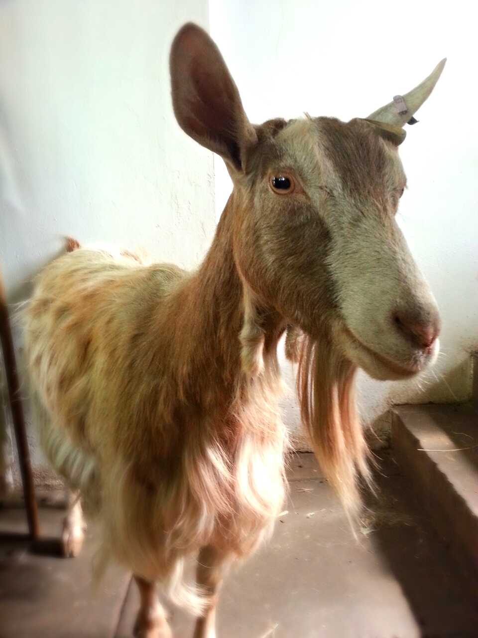 Jessica (Goat)