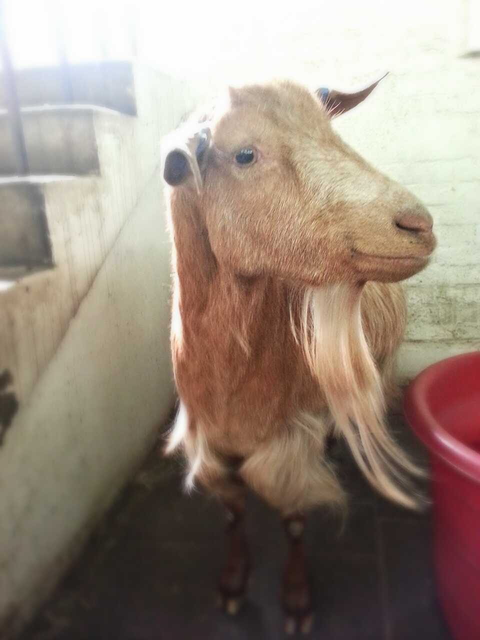 Scarlet (Goat)