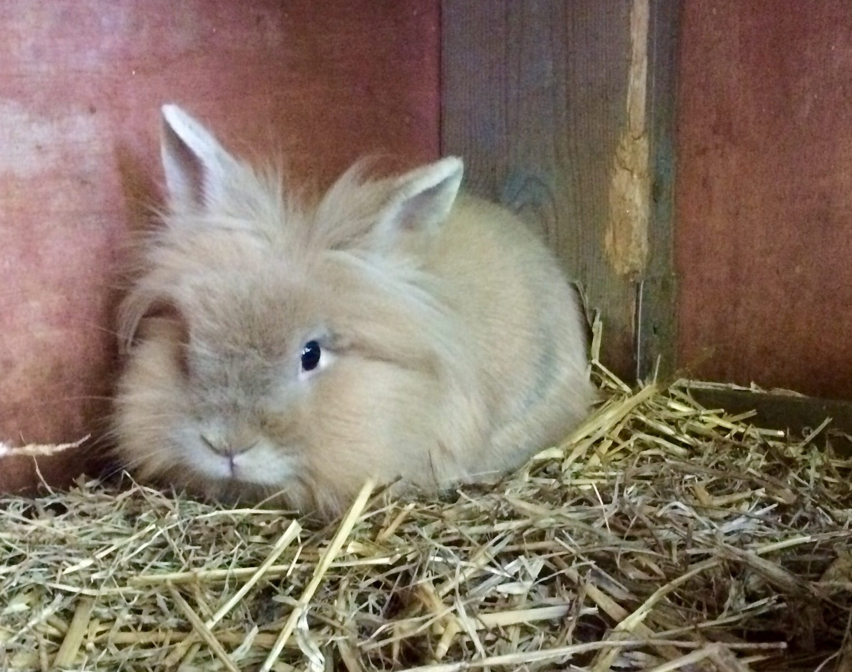 Theodore